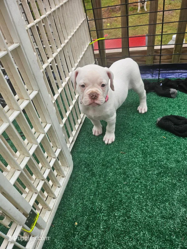 Milkshake – American Bulldog puppy on hold in Leland, NC