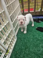 Milkshake, a female American Bulldog for sale in Leland, NC – Photo 1 of 2
