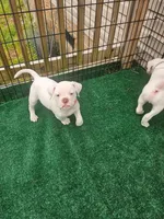 Milkshake, a female American Bulldog for sale in Leland, NC – Photo 2 of 2