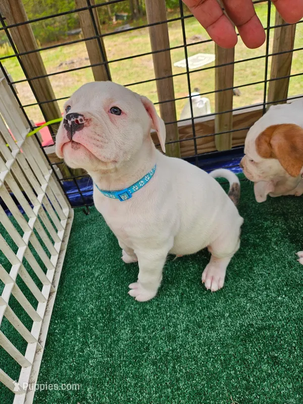 Shorts – American Bulldog puppy for sale in Leland, NC