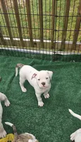 Shorts, a male American Bulldog for sale in Leland, NC – 5 of 8
