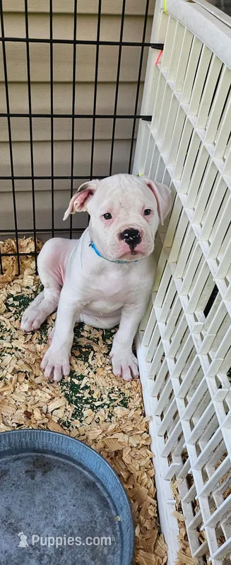 Shorts – American Bulldog puppy for sale in Leland, NC