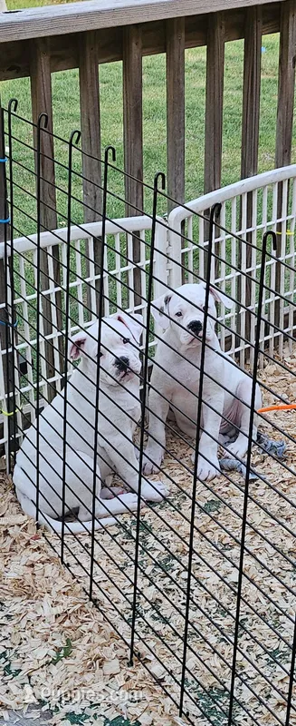 Shorts – American Bulldog puppy on hold in Leland, NC
