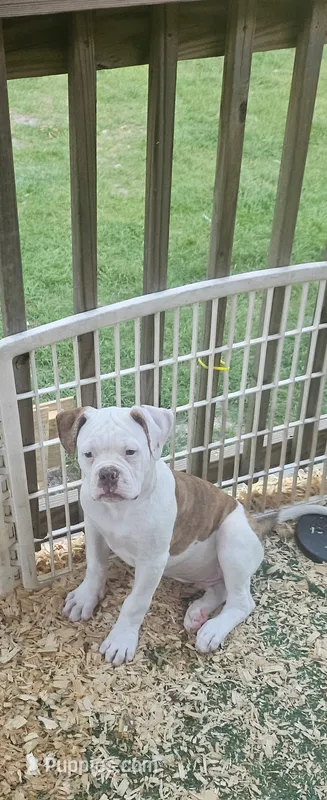 Bronx – American Bulldog puppy for sale in Leland, NC