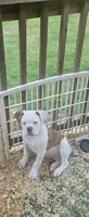 Bronx, a male American Bulldog for sale in Leland, NC – 1 of 7