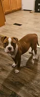 Ryder, a female American Bulldog for sale in Leland, NC – 2 of 3
