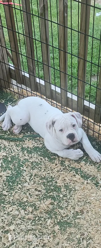 Shorts – American Bulldog puppy for sale in Leland, NC