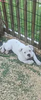 Shorts, a male American Bulldog for sale in Leland, NC – 2 of 8