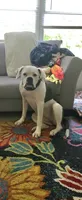 Shorts, a male American Bulldog for sale in Leland, NC – 6 of 8