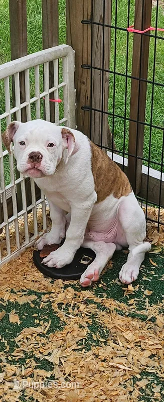 Bronx – American Bulldog puppy for sale in Leland, NC