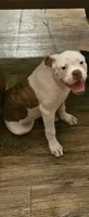 Bronx, a male American Bulldog for sale in Leland, NC – 2 of 3