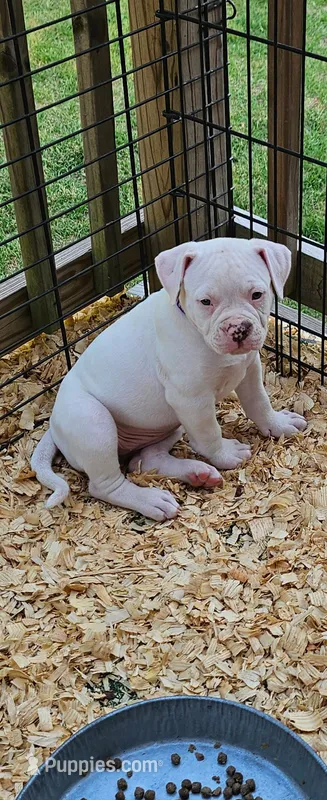 Lil Bit – American Bulldog puppy for sale in Leland, NC