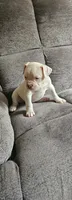 Lil Bit, a female American Bulldog for sale in Leland, NC – Photo 2 of 2