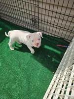 Lil Bit, a female American Bulldog for sale in Leland, NC – Photo 1 of 2