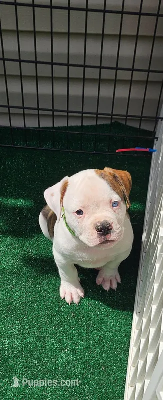 Harlem – American Bulldog puppy for sale in Leland, NC