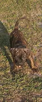 Grizz, a male Cane Corso and English Mastiff for sale in Leland, NC – Photo 3 of 3