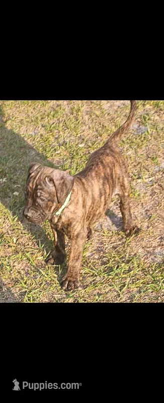Grizz – Cane Corso, English Mastiff puppy for sale in Leland, NC