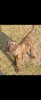 Grizz, a male Cane Corso and English Mastiff for sale in Leland, NC – Photo 1 of 3