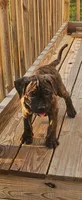 Grizz, a male Cane Corso and English Mastiff for sale in Leland, NC – Photo 2 of 3