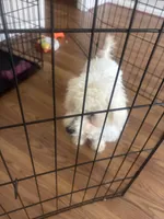 Max, a male Bichon Frise for sale in Apex, NC – Photo 2 of 4