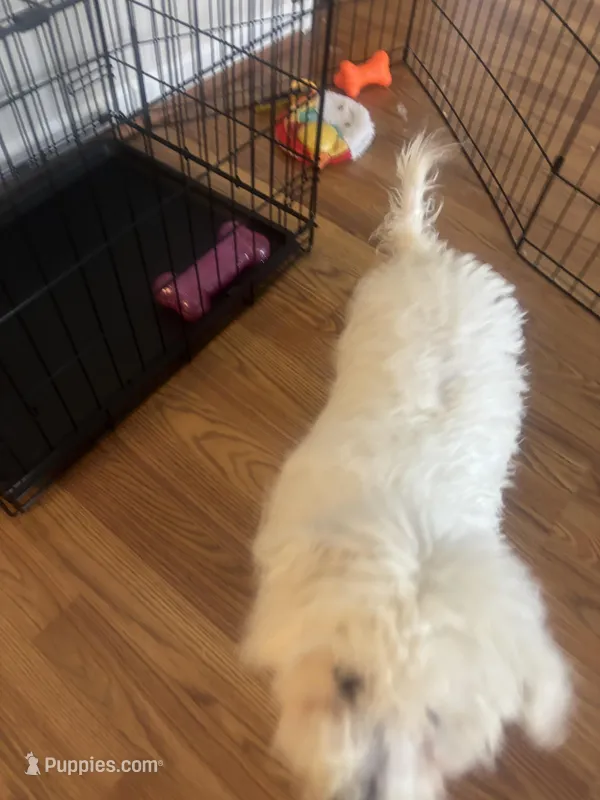 Max – Bichon Frise puppy for sale in Apex, NC