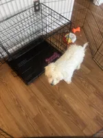 Max, a male Bichon Frise for sale in Apex, NC – Photo 3 of 4