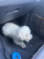 Max, a male Bichon Frise for sale in Apex, NC – Photo 4 of 4