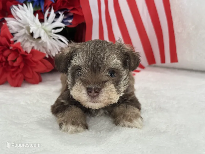 Miracle Female 2 AKC Liver and Tan – Miniature Schnauzer puppy on hold in Pageland, SC