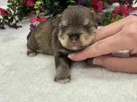 Miracle Female 2 AKC, a male Miniature Schnauzer for sale in Pageland, SC – 3 of 4