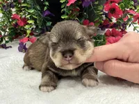 Miracle Female 2 AKC, a male Miniature Schnauzer for sale in Pageland, SC – 4 of 4