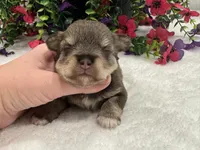 Miracle Female 2 AKC, a male Miniature Schnauzer for sale in Pageland, SC – 2 of 4