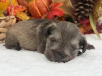 Lexie Female 1 AKC Registered Light Liver & Tan , a male Miniature Schnauzer for sale in Pageland, SC – 4 of 4