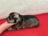 Gypsy Male 4, a male Miniature Schnauzer for sale in Pageland, SC – Photo 4 of 4