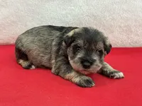 Gypsy Male 4, a male Miniature Schnauzer for sale in Pageland, SC – Photo 1 of 4