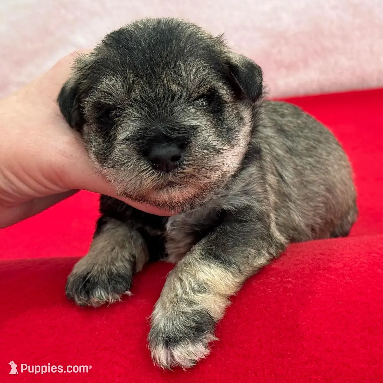 Gypsy Male 4, a male Miniature Schnauzer for sale in Pageland, SC – Photo 3 of 4