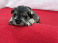 Gypsy Male 4, a male Miniature Schnauzer for sale in Pageland, SC – Photo 2 of 4