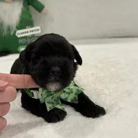 Paisley Male 3, a male Miniature Schnauzer for sale in Pageland, SC – Photo 2 of 4