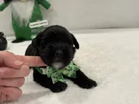 Paisley Male 3, a male Miniature Schnauzer for sale in Pageland, SC – Photo 2 of 4