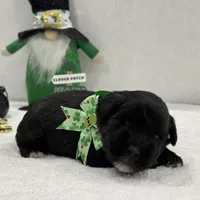 Paisley Male 3, a male Miniature Schnauzer for sale in Pageland, SC – Photo 3 of 4