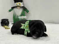 Paisley Male 3, a male Miniature Schnauzer for sale in Pageland, SC – Photo 3 of 4