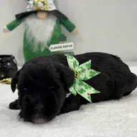 Paisley Male 3, a male Miniature Schnauzer for sale in Pageland, SC – Photo 4 of 4