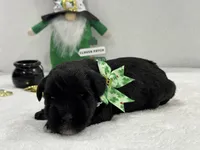 Paisley Male 3, a male Miniature Schnauzer for sale in Pageland, SC – Photo 4 of 4