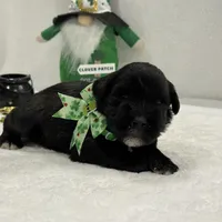 Paisley Male 3, a male Miniature Schnauzer for sale in Pageland, SC – Photo 1 of 4