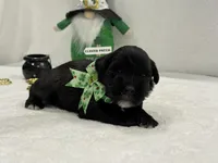 Paisley Male 3, a male Miniature Schnauzer for sale in Pageland, SC – Photo 1 of 4