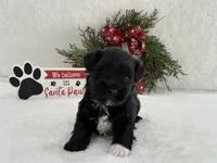 Piper Male 2, a male Miniature Schnauzer for sale in Pageland, SC – Photo 2 of 5