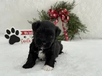 Piper Male 2, a male Miniature Schnauzer for sale in Pageland, SC – Photo 1 of 5