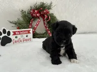 Piper Male 2, a male Miniature Schnauzer for sale in Pageland, SC – Photo 4 of 5