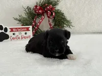 Piper Male 2, a male Miniature Schnauzer for sale in Pageland, SC – Photo 5 of 5