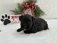 Piper Male 2, a male Miniature Schnauzer for sale in Pageland, SC – Photo 3 of 5