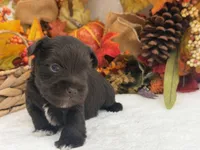 Lexie Male 2 AKC Registered Liver Color, a male Miniature Schnauzer for sale in Pageland, SC – 2 of 4